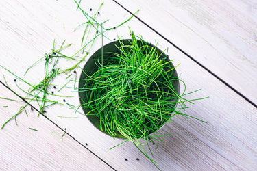 Scallion Microgreen 4oz Clamshell